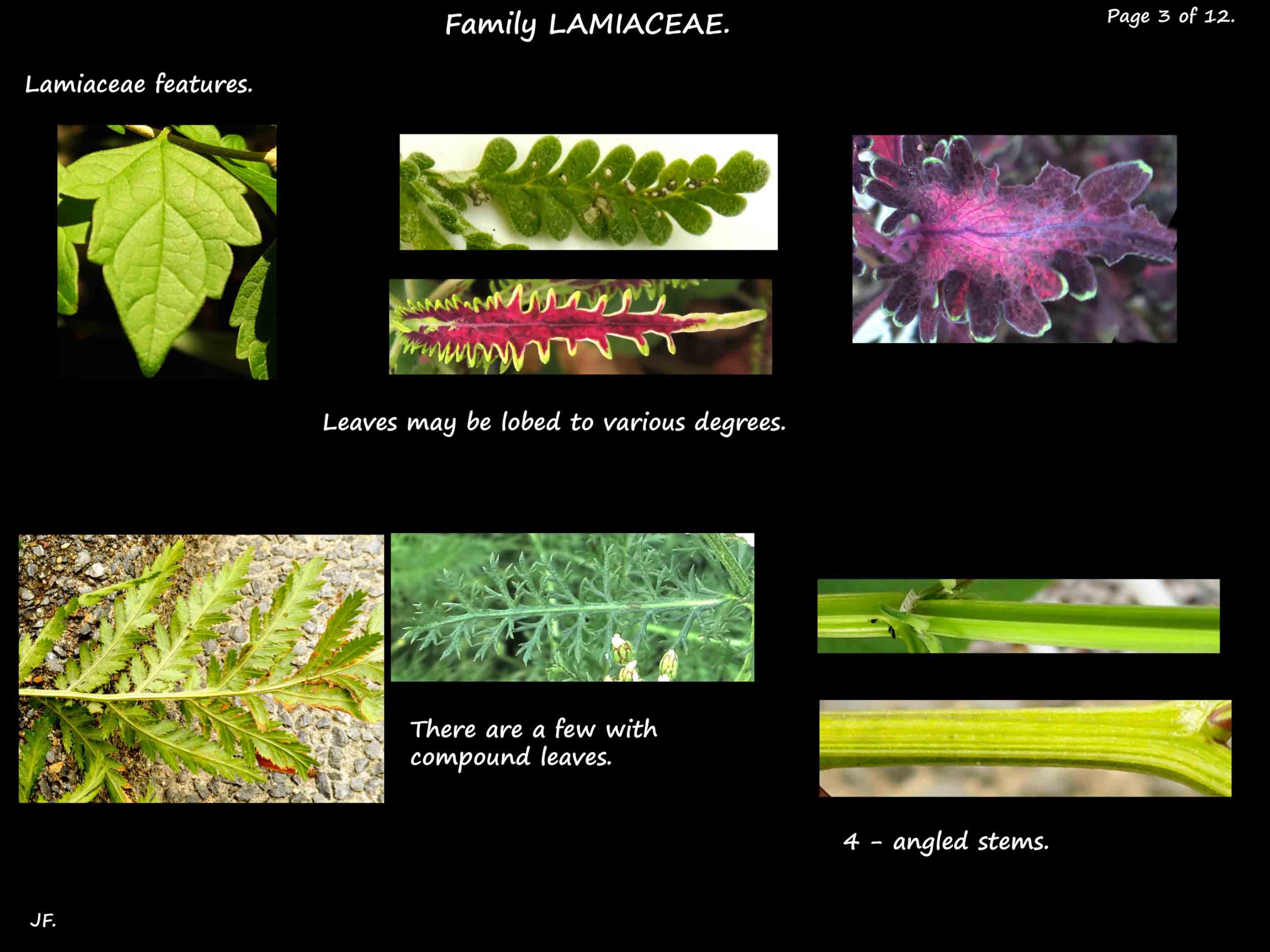 3 More Lamiaceae leaf types